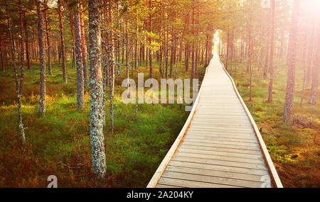 Viru Moore an Lahemaa Nationalpark im Herbst Stockfoto