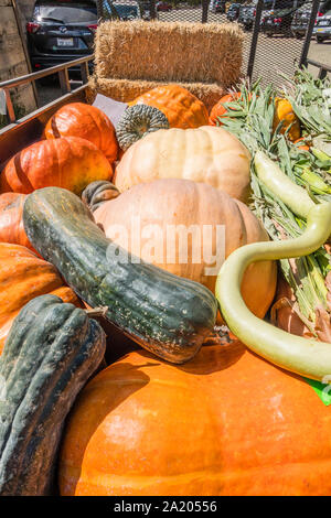 Anhängelast sortiert Halloween Kürbisse, in den Santa Ynez Valley von Kalifornien, die für den traditionellen Dekorieren von Veranden und anderer Ort Stockfoto