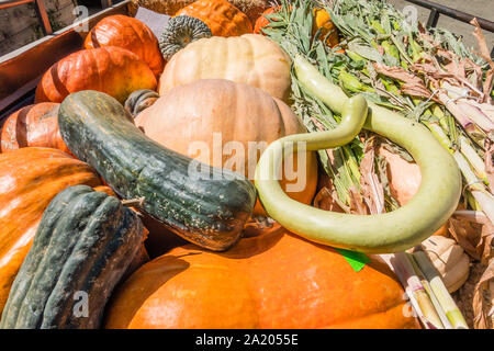 Anhängelast sortiert Halloween Kürbisse, in den Santa Ynez Valley von Kalifornien, die für den traditionellen Dekorieren von Veranden und anderer Ort Stockfoto