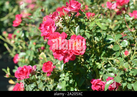 Rosa Rosen in voller Blüte Stockfoto