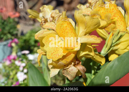 Blumen in voller Blüte Stockfoto