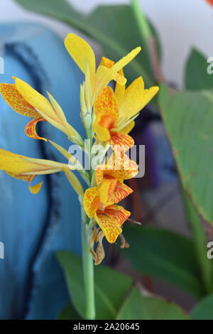Gelbe Orchideen blühen Stockfoto