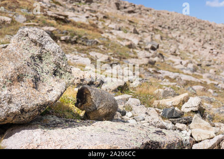 Marmot in alpine Boulder Bereich Essen Stockfoto