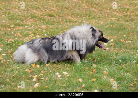Cute deutscher Wolfsspitz liegt auf dem grünen Gras im Herbst Park. Keeshond oder spitz. Heimtiere. 7 Monate alt. Stockfoto