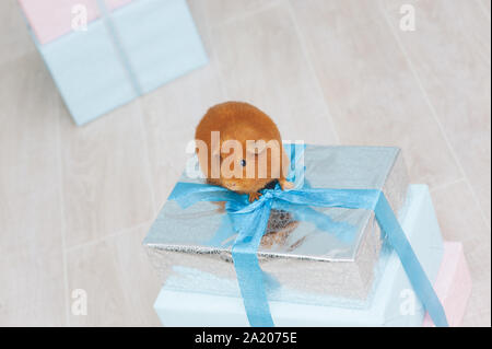 Ein niedliches kleines braunes Meerschweinchen Haustier sitzen auf Silver Box mit blauem Klebeband während des Urlaubes der frohe Weihnachten und alles Gute zum Geburtstag Stockfoto