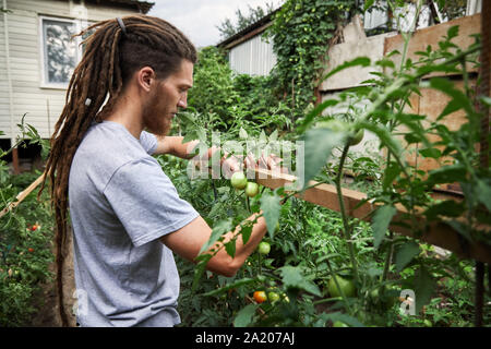 Bärtige Landwirt mit Dreadlocks arbeitet mit Garten im Hinterhof seines Hauses. Natürliche Landwirtschaft und gesunde Ernährung Konzept Stockfoto