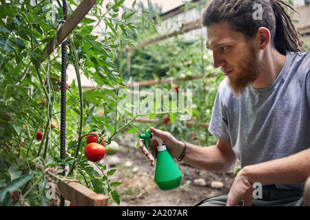 Bärtige Landwirt mit Dreadlocks arbeitet mit Garten im Hinterhof seines Hauses. Natürliche Landwirtschaft und gesunde Ernährung Konzept Stockfoto