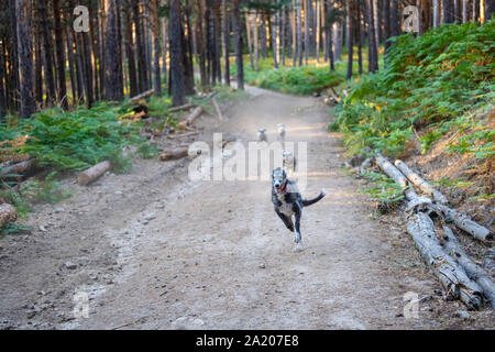 Hunde laufen auf dem Weg von einem Pinienwald Stockfoto