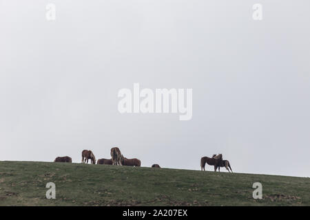 Pferde Silhouetten über einen Berg Stockfoto