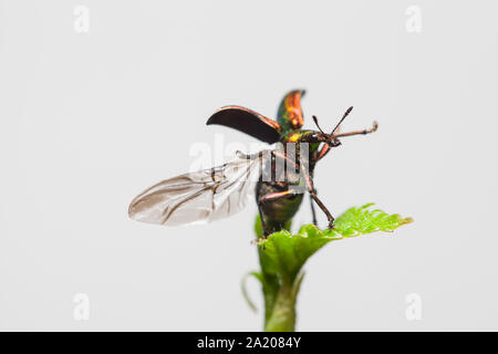 Blatt rolling Rüsselkäfer Stockfoto