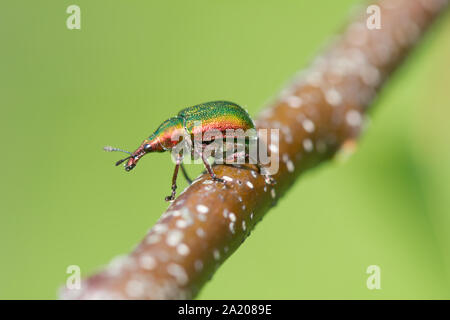 Blatt rolling Rüsselkäfer Stockfoto