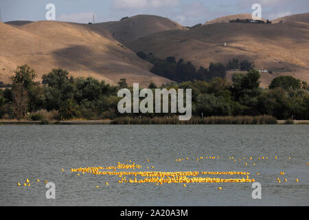 Peking, China. 28 Sep, 2019. Foto auf Sept. 28, 2019 zeigt eine Rubber Duck Race für Fundraising in Fremont, Kalifornien, in den Vereinigten Staaten übernommen. Credit: Li Jianguo/Xinhua/Alamy leben Nachrichten Stockfoto