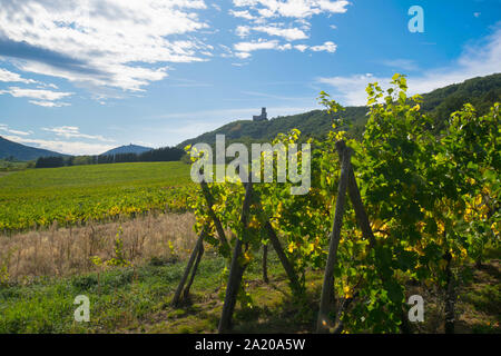 Weinberge in der Nähe von Dambach la Ville im Elsass in Frankreich im frühen Herbst Stockfoto