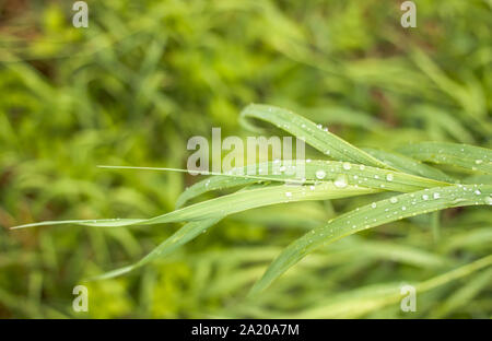 Saftig grüne Gras Segge closeup auf, die nach starkem Regen blieb spielen Silber Tropfen in der Sonne Stockfoto