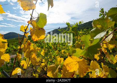 Weinberge in der Nähe von Dambach la Ville im Elsass in Frankreich im frühen Herbst Stockfoto