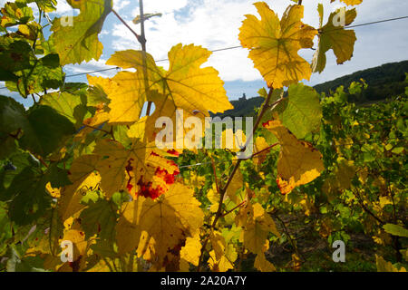 Weinberge in der Nähe von Dambach la Ville im Elsass in Frankreich im frühen Herbst Stockfoto