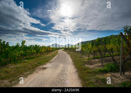 Weinberge in der Nähe von Dambach la Ville im Elsass in Frankreich im frühen Herbst Stockfoto