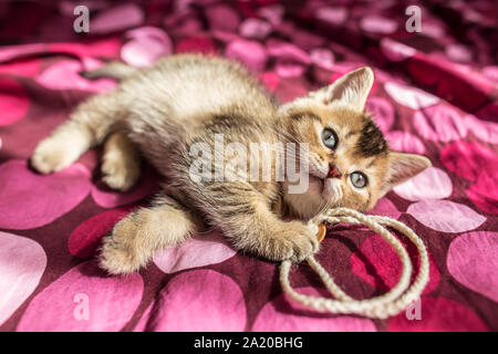 Schöne flauschige Kätzchen britischen Golden Chinchilla ist auf eine farbige Decke aktiviert Stockfoto