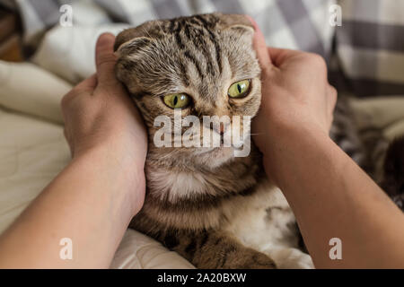 Eine Person, die Hände und streichelte sanft Umarmen überrascht cat Scottish Fold Stockfoto