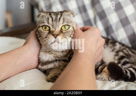Eine Person, die Hände und streichelte sanft Umarmen überrascht cat Scottish Fold Stockfoto