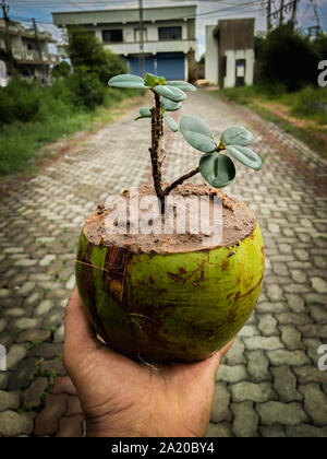 Bonsai von Ficus Baum in Kokos. Die Verwendung der alten Kokosnussschalen effektiv wie eine Pflanze pod für eine Anlage verwendet werden kann. Stockfoto