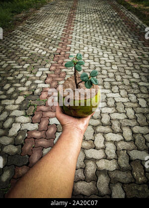 Bonsai von Ficus Baum in Kokos. Die Verwendung der alten Kokosnussschalen effektiv wie eine Pflanze pod für eine Anlage verwendet werden kann. Stockfoto