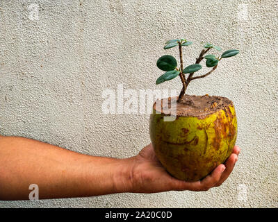 Bonsai von Ficus Baum in Kokos. Die Verwendung der alten Kokosnussschalen effektiv wie eine Pflanze pod für eine Anlage verwendet werden kann. Stockfoto