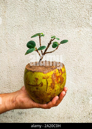 Bonsai von Ficus Baum in Kokos. Die Verwendung der alten Kokosnussschalen effektiv wie eine Pflanze pod für eine Anlage verwendet werden kann. Stockfoto