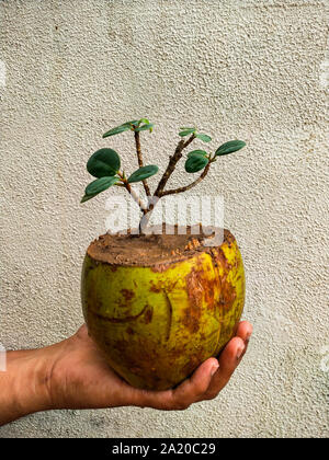 Bonsai von Ficus Baum in Kokos. Die Verwendung der alten Kokosnussschalen effektiv wie eine Pflanze pod für eine Anlage verwendet werden kann. Stockfoto