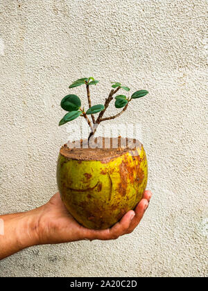 Bonsai von Ficus Baum in Kokos. Die Verwendung der alten Kokosnussschalen effektiv wie eine Pflanze pod für eine Anlage verwendet werden kann. Stockfoto