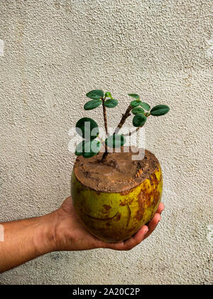 Bonsai von Ficus Baum in Kokos. Die Verwendung der alten Kokosnussschalen effektiv wie eine Pflanze pod für eine Anlage verwendet werden kann. Stockfoto