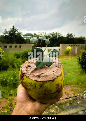 Bonsai von Ficus Baum in Kokos. Die Verwendung der alten Kokosnussschalen effektiv wie eine Pflanze pod für eine Anlage verwendet werden kann. Stockfoto