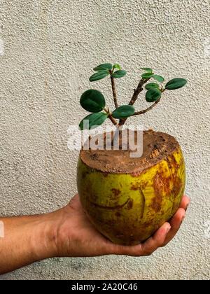 Bonsai von Ficus Baum in Kokos. Die Verwendung der alten Kokosnussschalen effektiv wie eine Pflanze pod für eine Anlage verwendet werden kann. Stockfoto