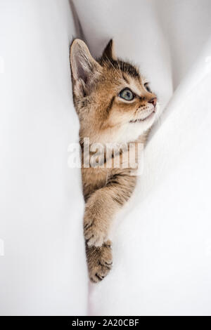 Hübsche kleine flauschige Kätzchen britischen Golden Chinchilla getickt liegen auf seiner Seite in einem weißen Plaid Stockfoto