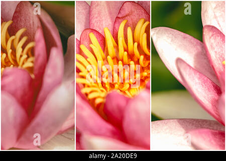 Triptychon Präsentation der rote Seerose Nymphaea sp. Stockfoto