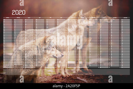 Jährliche Wand Kalender Planer Vorlage für das Jahr 2020. Wie abckground ist ein Paket von Wolf in den Wald etwas aufpassen in der Ferne auf die Bl Stockfoto