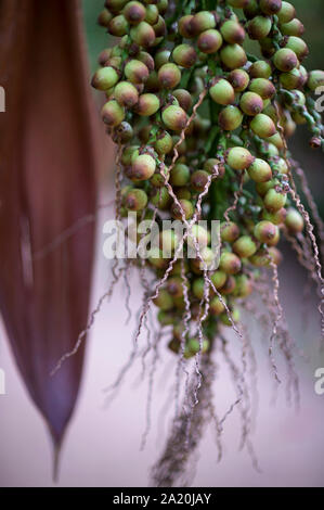 Nahaufnahme der Bündel grüne Frucht vor einem neutralen Hintergrund hängenden Stockfoto