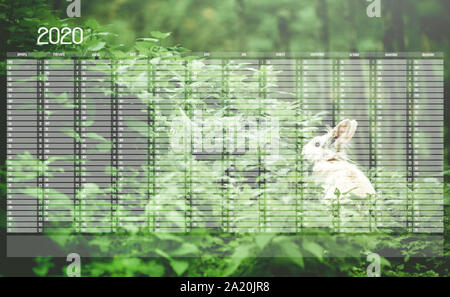 Jährliche Wand Kalender Planer Vorlage für das Jahr 2020. White Bunny in der Frische. Stockfoto