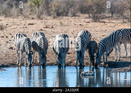 Eine Gruppe von Burchell's Zebra Gefilde - Equus quagga burchelli - trinken aus einem Wasserloch im Etosha National Park, Namibia. Stockfoto