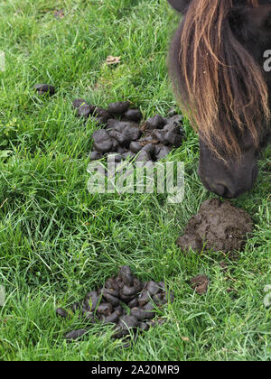 Eine Nahaufnahme der Stapel von horse Muck auf der Weide. Stockfoto