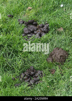 Eine Nahaufnahme der Stapel von horse Muck auf der Weide. Stockfoto