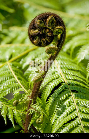 Entfaltung Wedel (Koru) der Silver Fern (alsophila Dealbata), Marlborough Sounds, Region Marlborough, Neuseeland Stockfoto