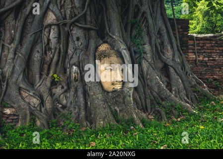 Buddha Kopf in einem Banyan Tree, Ayutthaya, Thailand Stockfoto