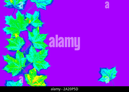 Grün Herbst Ahorn Blätter auf einem violetten Hintergrund. Flach, Ansicht von oben. Stockfoto
