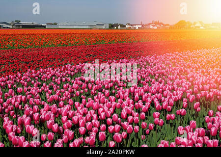 Tulpenfeld mit roten und violetten Blüten Stockfoto