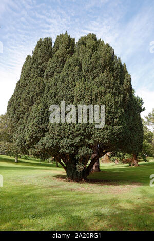 Eibe (Taxus Whipplei) in einem Park in Plymouth, Großbritannien Stockfoto