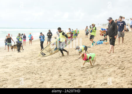 Huntington Beach, Kalifornien, USA. 28. September, 2019. Alle Köpfe in Richtung zum Meer für die letzten Runden des Hundes surfen Wettbewerb mit Gilson de Moraes sein Surfbrett, von seinem Hund Maya und Wettbewerber Skyler am 11. jährlichen Surf City Surf Dog Wettbewerb gefolgt statt an der Huntington Hundestrand in Huntington Beach, Kalifornien am 28. September 2019. Stockfoto