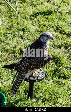 Eine hybride Gyr/Sakerfalke thront auf einem Standplatz in einem anzeigebereich zwischen Flugvorführungen Am2019 Frome Käse zeigen Stockfoto