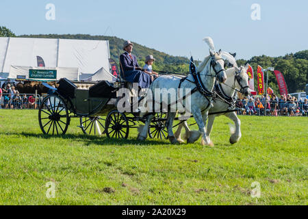 2 graue Shire pferde Zeichnen einer Hochzeitskutsche in einem arean Anzeige an die 2019 Frome Käse zeigen Stockfoto