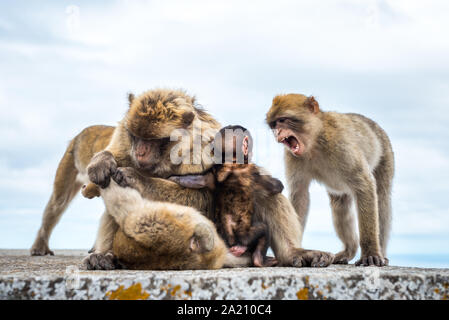 Wild Barbary Macaques (Macaca sylvanus) auf den Felsen von Gibraltar. Ein touristisches Highlight, können Sie in der Nähe dieser Affen in ihrer natürlichen Umgebung. Stockfoto